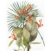 Botanical Flame Lilies - Cuadrostock