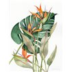 Botanical Birds of Paradise - Cuadrostock