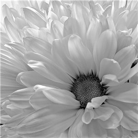 Blooming Daisy I BandW - Cuadrostock