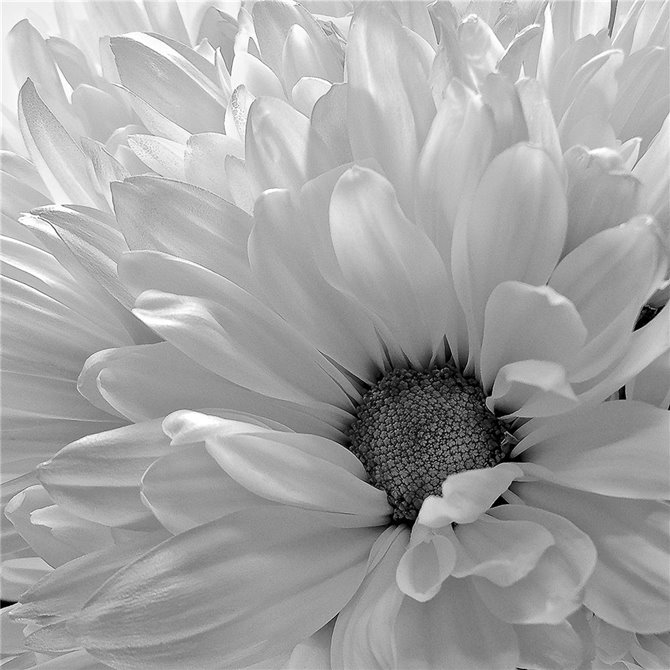 Blooming Daisy I BandW - Cuadrostock