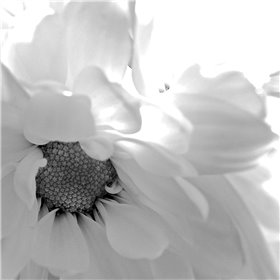 Blooming Daisy II BandW - Cuadrostock