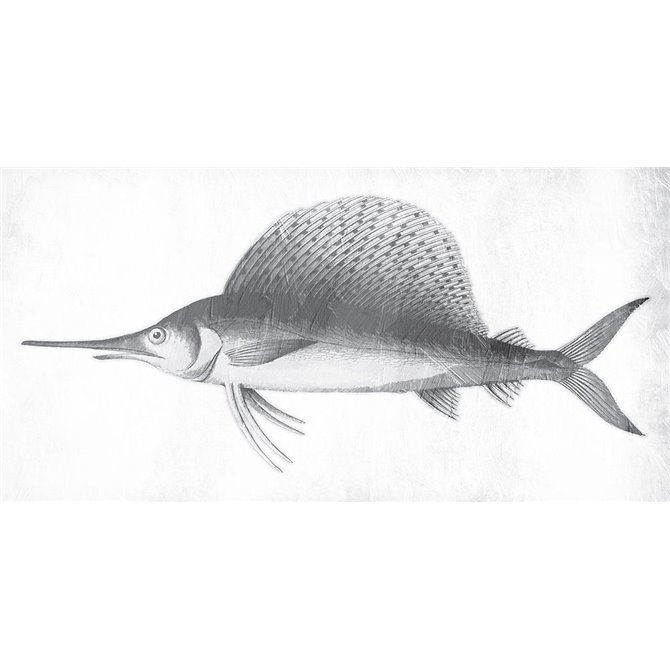 Grey Sword Fish - Cuadrostock