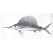 Grey Sword Fish - Cuadrostock