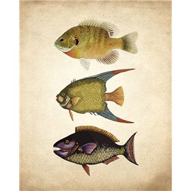 Fish A - Cuadrostock