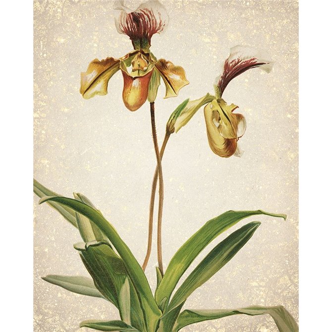 Orchids 1 - Cuadrostock