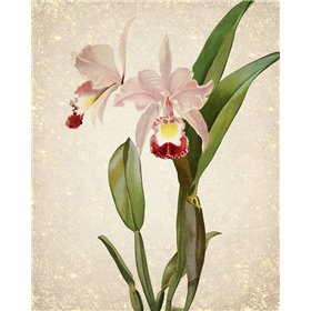 Orchids 2 - Cuadrostock