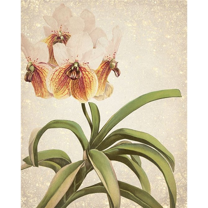 Orchids 3 - Cuadrostock