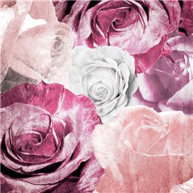 Rose Blooms 1 - Cuadrostock