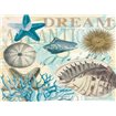 Dream Shells R1 - Cuadrostock