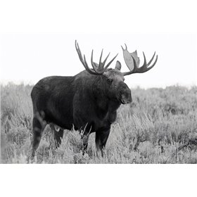 Grand Teton Bull Moose - Cuadrostock