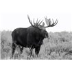 Grand Teton Bull Moose - Cuadrostock