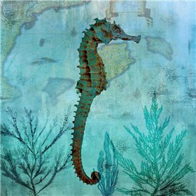 Pacific Seahorse - Cuadrostock
