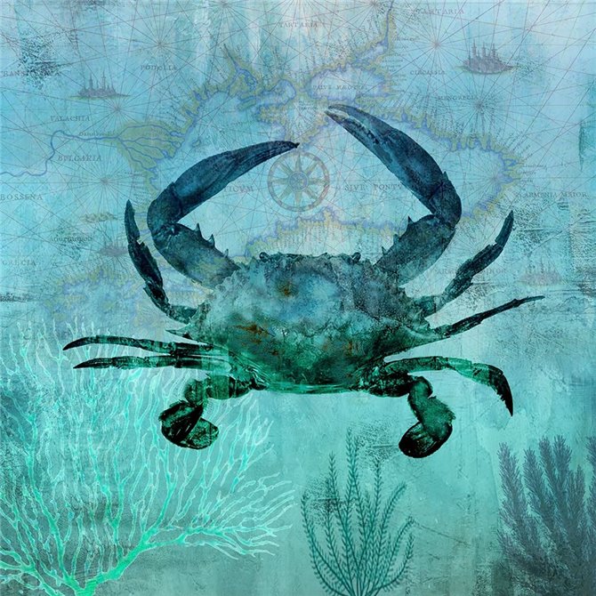 Pacific Crab - Cuadrostock