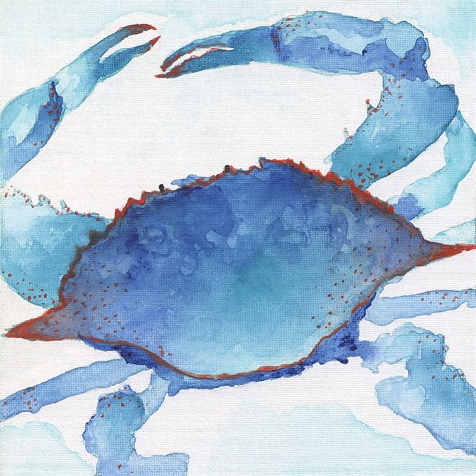 Galapagos Crab - Cuadrostock