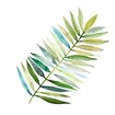 Palm Frond II - Cuadrostock