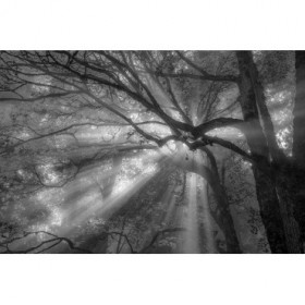 Forest Fog - Cuadrostock