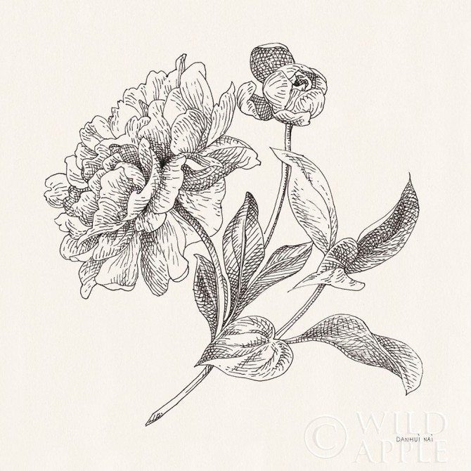 Flower Sketches I - Cuadrostock
