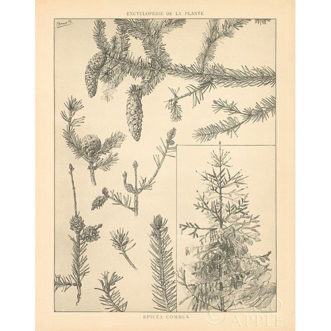 Vintage Tree Sketches I - Cuadrostock