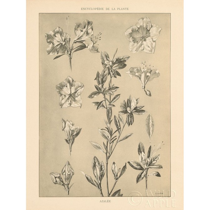 Lithograph Florals I - Cuadrostock