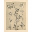 Lithograph Florals I - Cuadrostock