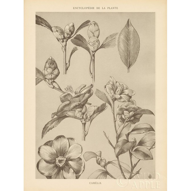 Lithograph Florals II - Cuadrostock