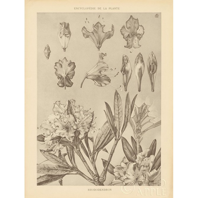 Lithograph Florals IV - Cuadrostock