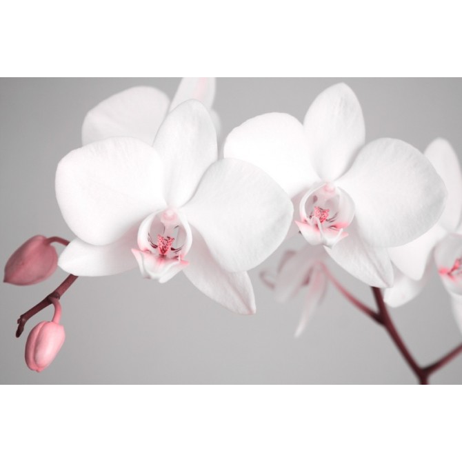 2561951-R- Flores blancas - Cuadrostock