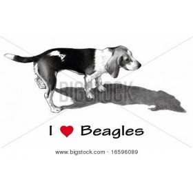 Pencil Drawing of Beagle Dog - Cuadrostock