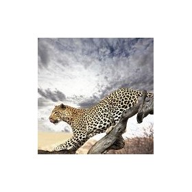 13843856-leopard. 7 tamaños disponibles - Cuadrostock