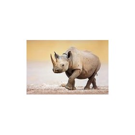 19414607-Black Rhinoceros walking on salty plains of Etosha. 7 tamaños disponibles - Cuadrostock