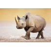 19414607-Black Rhinoceros walking on salty plains of Etosha. 7 tamaños disponibles - Cuadrostock