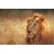 21103316-Big male lion lying in dense grassland - Kruger National Park - South Africa - Cuadrostock