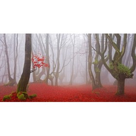 JAP828 / Cuadro Bosque hojas rojas - Cuadrostock