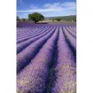 33554342 / Cuadro Campos de lavanda - Cuadrostock