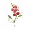 Scarlet Sweet Pea - Cuadrostock