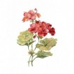 Scarlet Geranium - Cuadrostock