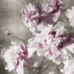 Peonies on Silver II - Cuadrostock