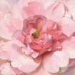 Blushing Peony - Cuadrostock