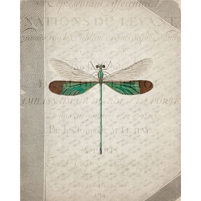Dragonfly Book 2 - Cuadrostock