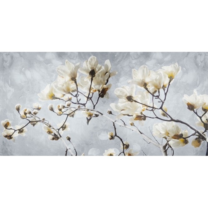 White Flowers In Grey - Cuadrostock