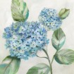 Hydrangea Beauty II - Cuadrostock