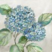 Hydrangea Beauty I - Cuadrostock