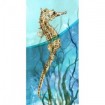 Atlantic Seahorse - Cuadrostock