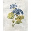 Blue Linen Geranium - Cuadrostock