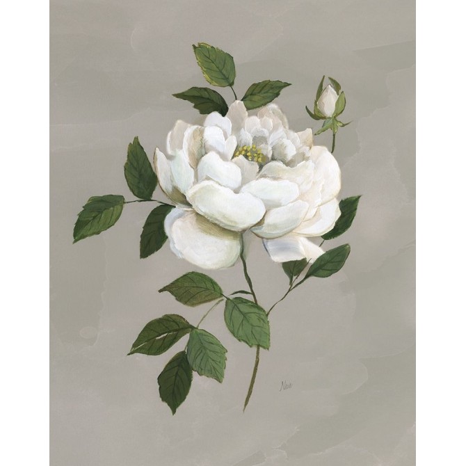 Botanical Rose - Cuadrostock