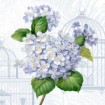 Hydrangea Cages I - Cuadrostock