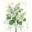 Tardiva Hydrangea - Cuadrostock