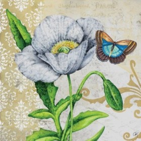 Poppy and Butterfly - Cuadrostock