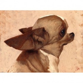 Profile-Chihuahua - Cuadrostock