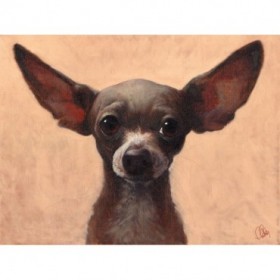 Chihuahua - Cuadrostock